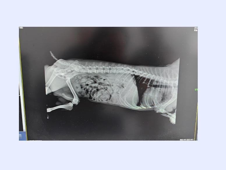 Manumotive Handheld Pet X‑ray Machine A Low‑cost Revenue Boost Tool For Vet Clinics