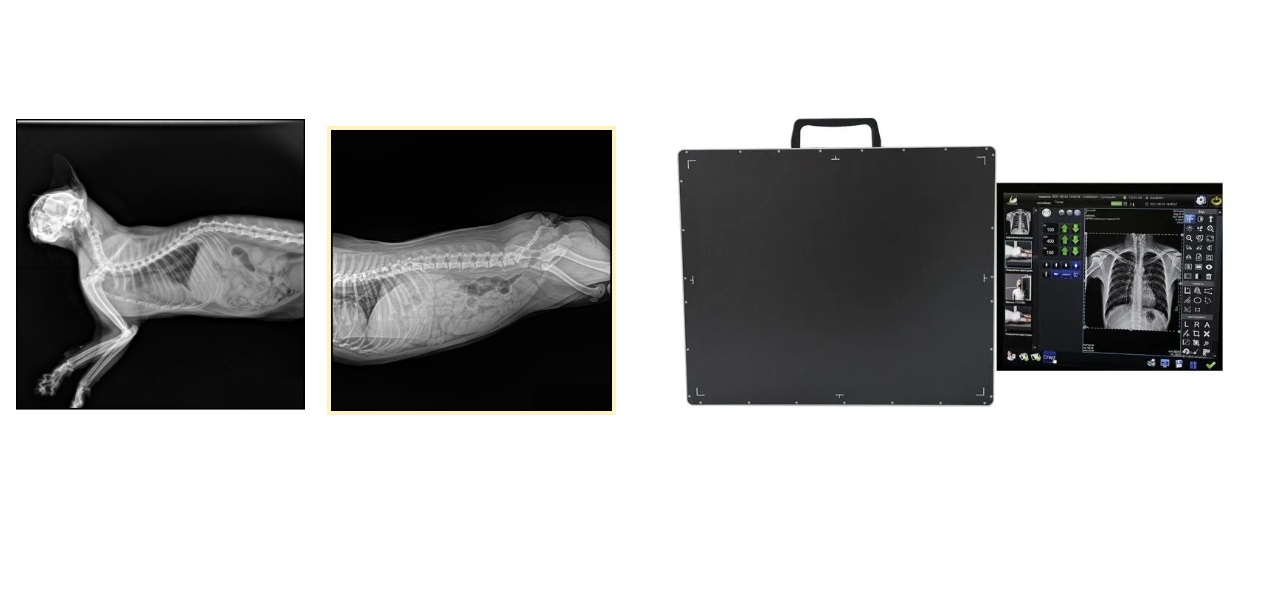SolitaryPanel Empowers OmniScenario Radiography X ray Flat Panel Detector Full Application Overview